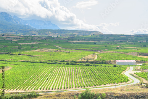 grapevine fields of la rioja, Spain