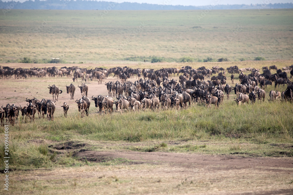 The Wildebeest migration on the banks of the Mara River. Every Year 1.5 million cross the Masai Mara in Kenya. The Wildebeest migration on the banks of the Mara River. Every Year 1.5 million cross the Masai Mara in Kenya.