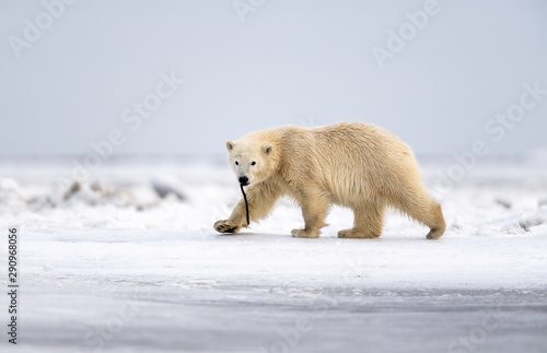 Polar Bear Cub, Kaktovik, Alaska, USA