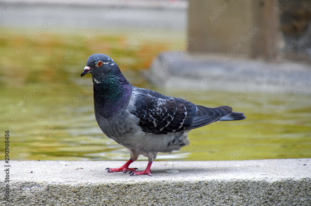 close up of city pigeon pooping on fountain wall ledge close up of city pigeon pooping on fountain wall ledge