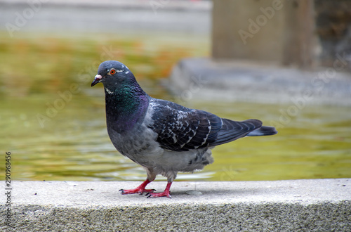 close up of city pigeon pooping on fountain wall ledge