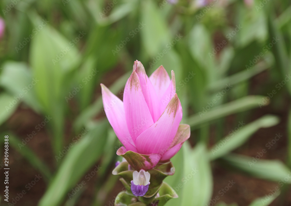 Close up landscape beautiful pink flowers of Siam Tulip or Krachiew flowers Close up landscape beautiful pink flowers of Siam Tulip or Krachiew flowers