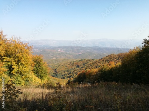 Forest landscape in autumn