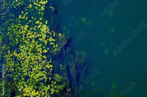 Seamless pond texture with lily and algae pads on the surface, top view. Riverbank overgrown with water lilies and grass