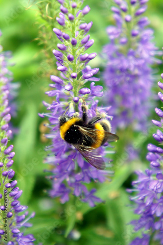 Bumble Bee collecting nectar from purple flowers.Ireland. © valerijs