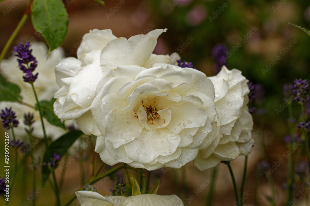 Rosen die Königin der Blumen Rosen die Königin der Blumen