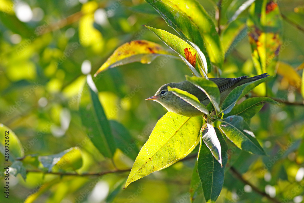 Obraz premium paruline obscure