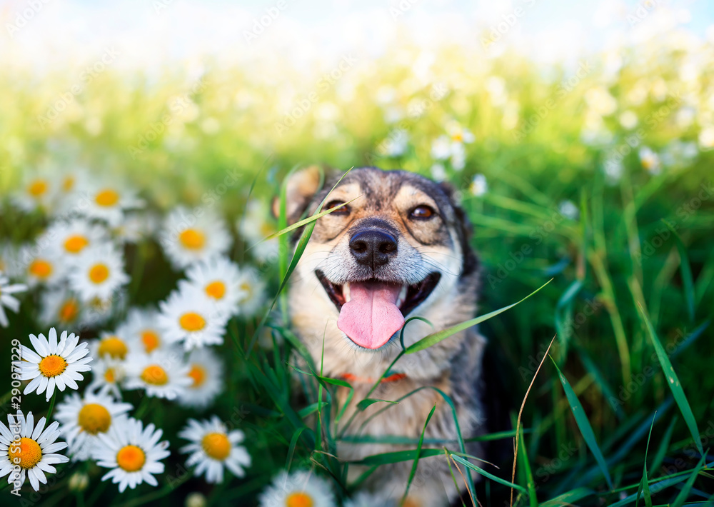 portrait of cute dog with pretty open mouth and tongue sitting on summer Sunny warmth blooming meadow with daisies - obrazy, fototapety, plakaty 