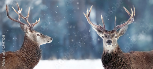 Noble deer male in winter snow forest. Winter christmas banner. Copy space.