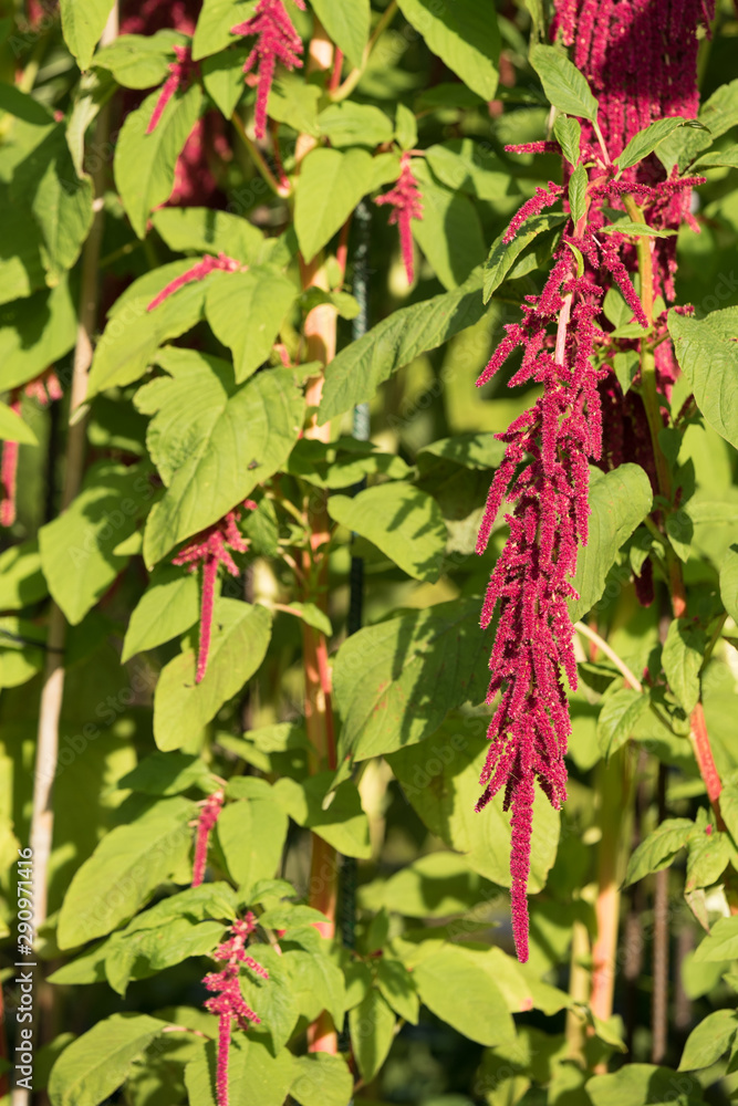 Attractive pendent flowers of chenille plant (Latin: Acalypha hispida), a flowering shrub also known as Philippines Medusa, red hot cat's tail and fox tail. Green foliage background. Estonian summer. Attractive pendent flowers of chenille plant (Latin: Acalypha hispida), a flowering shrub also known as Philippines Medusa, red hot cat's tail and fox tail. Green foliage background. Estonian summer.