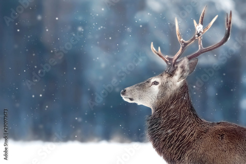 Canvas Print Noble deer male in winter snow forest