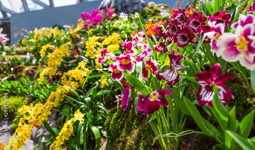 Colorful orchids in a botanical garden, Singapore. With selective focus.