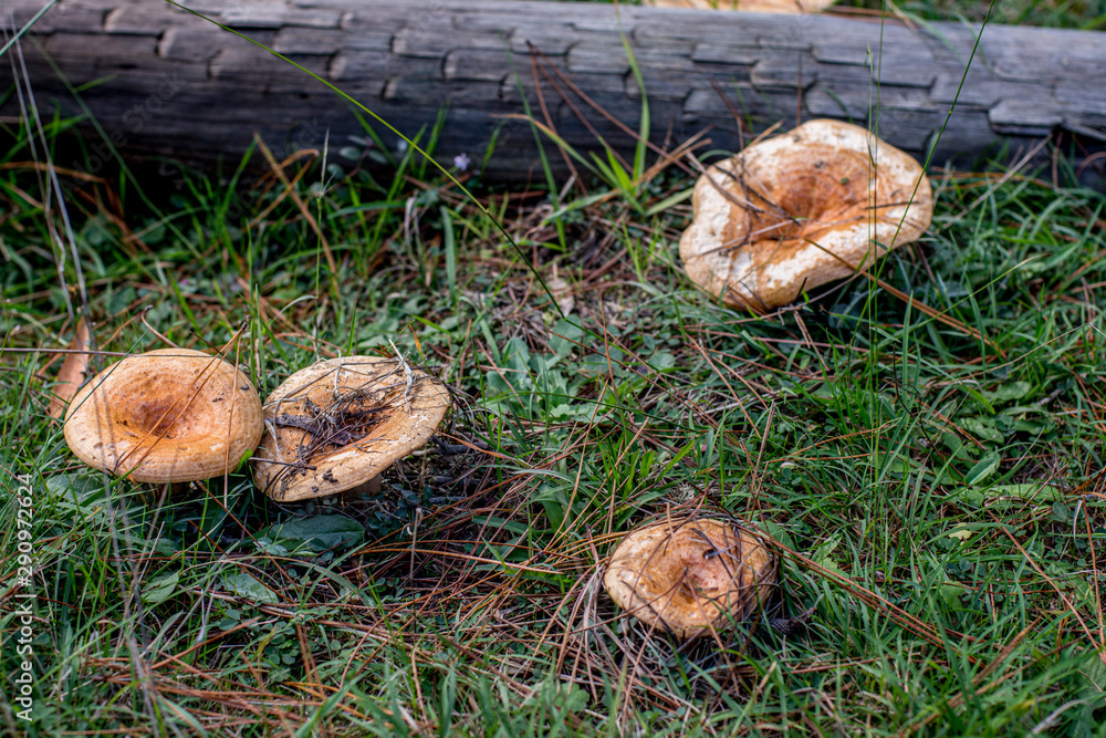 recorder Disappointed repayment Fall season. Mushroom hunt. Saffron milk cap aka red pine mushrooms aka  Lactarius deliciosus in a grass. This is a widely collected mushroom Photos  | Adobe Stock