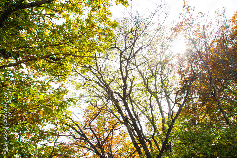 Obraz premium Beautiful color of autumn tree forest on mountain in Nikko