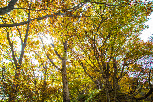 Beautiful color of autumn tree forest on mountain in Nikko