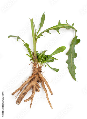 Chicory root (Cichorium intybus) with leaves isolated