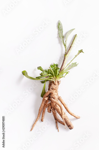 Crude chicory root (Cichorium intybus) with leaves on a white background.