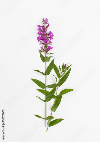 Flowering plant loosestrife loosestrife  litrum  on a white background