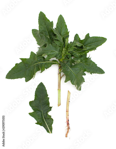 Garden plant with leaves and part of the root and leaf separately for Botanical illustration on white background.