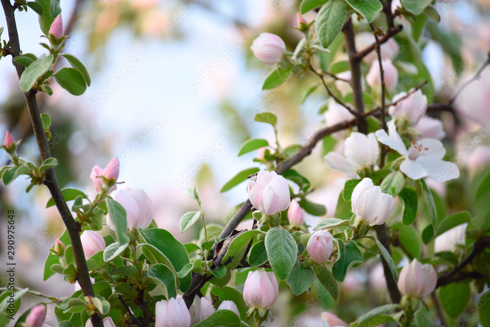 Delicate flowering of quince tree flowers in the garden. A magical photo of spring flowering gardens. Delicate flowering of quince tree flowers in the garden. A magical photo of spring flowering gardens.