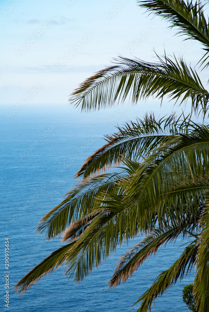 palm trees on the beach palm trees on the beach