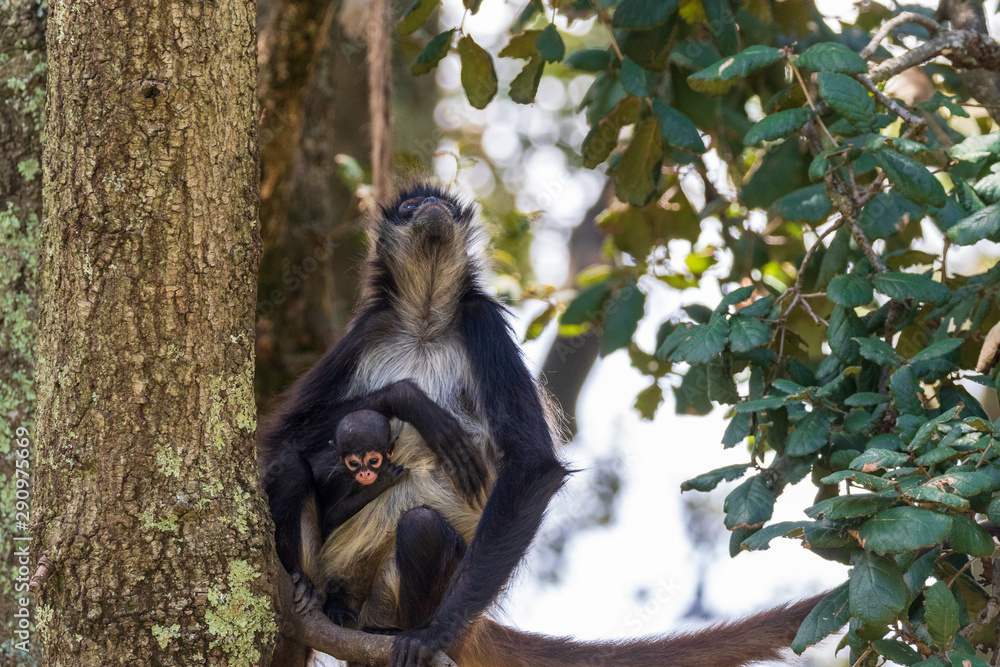 Fototapeta premium Spider monkey mom with his child