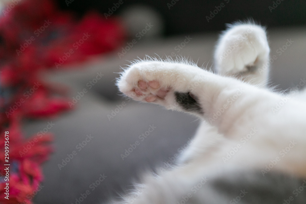 Macro photo or cat paws and beans