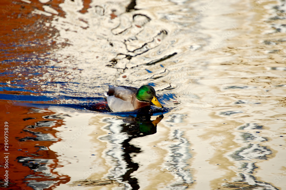 duck