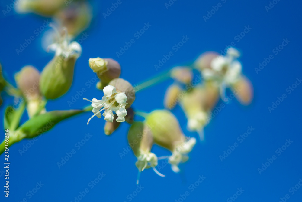 unopened buds of white flowers on blurred natural background unopened buds of white flowers on blurred natural background