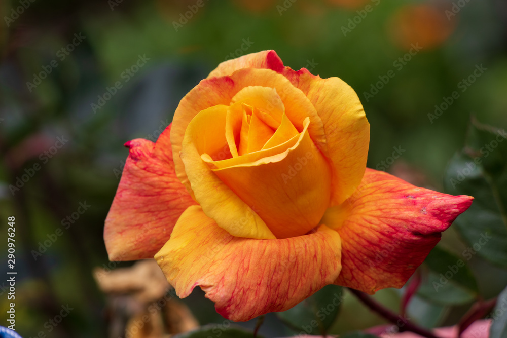 Yellow rose with green background Yellow rose with green background