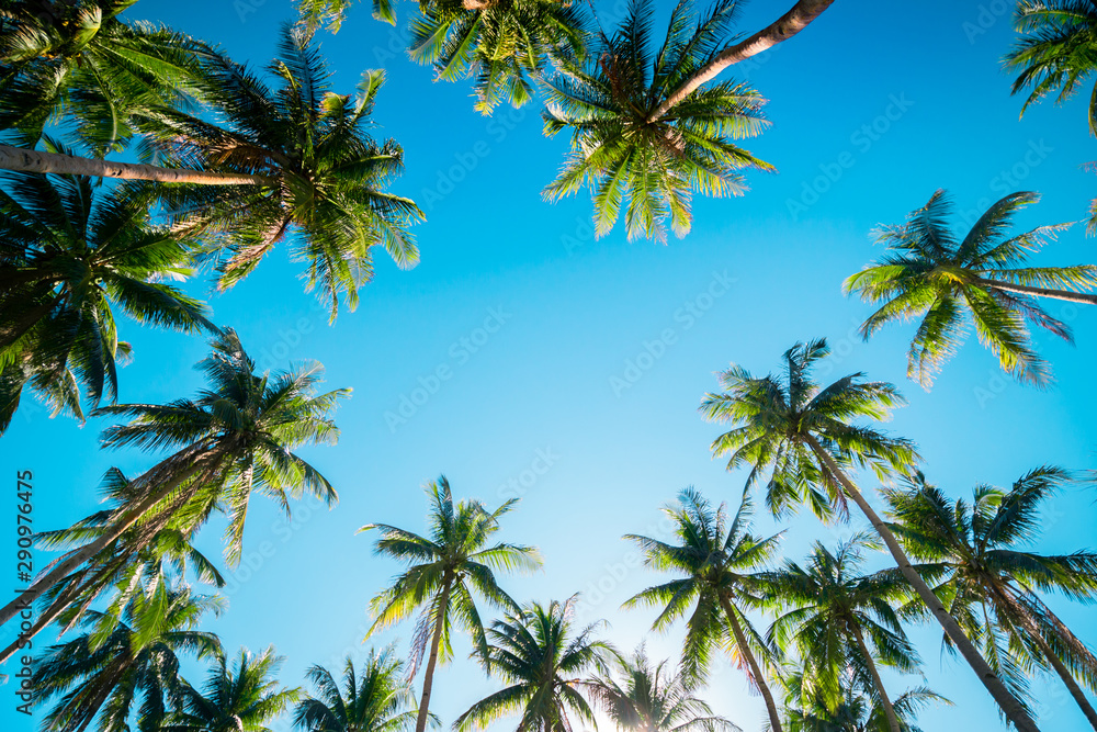 Fototapeta premium A forest of palm trees on a sunny day