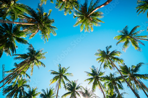 A forest of palm trees on a sunny day