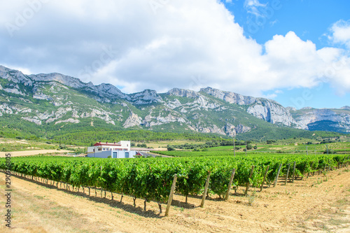 grapevine fields of la rioja, Spain photo