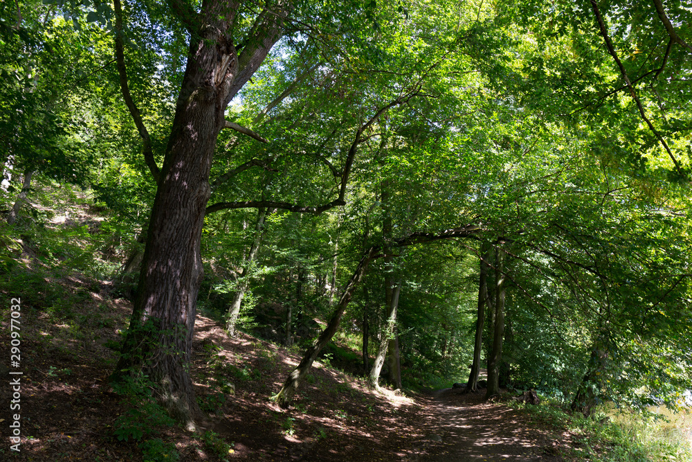 Romantic solitude Path with old big Trees about River Sazava in Central Czech