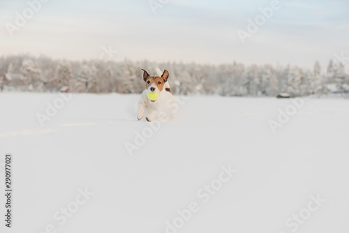 Fototapeta Naklejka Na Ścianę i Meble -  Dog playing with tennis ball running and jumping in deep snow with beautiful winter landscape at background