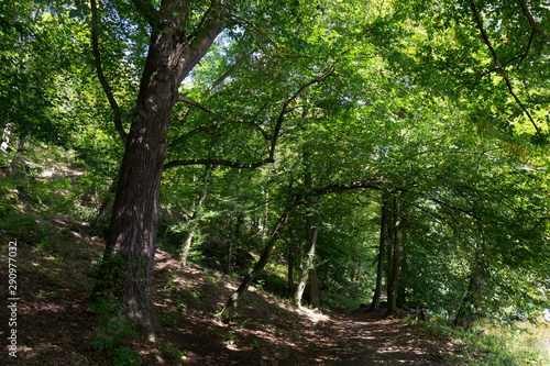 Romantic solitude Path with old big Trees about River Sazava in Central Czech