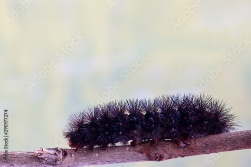 Giant Leopard Moth caterpillar (Hypercompe scribonia) on a twig at the bottom of the frame with room for text above. These hairy creatures are a variety of the Woolly Bear species. photo