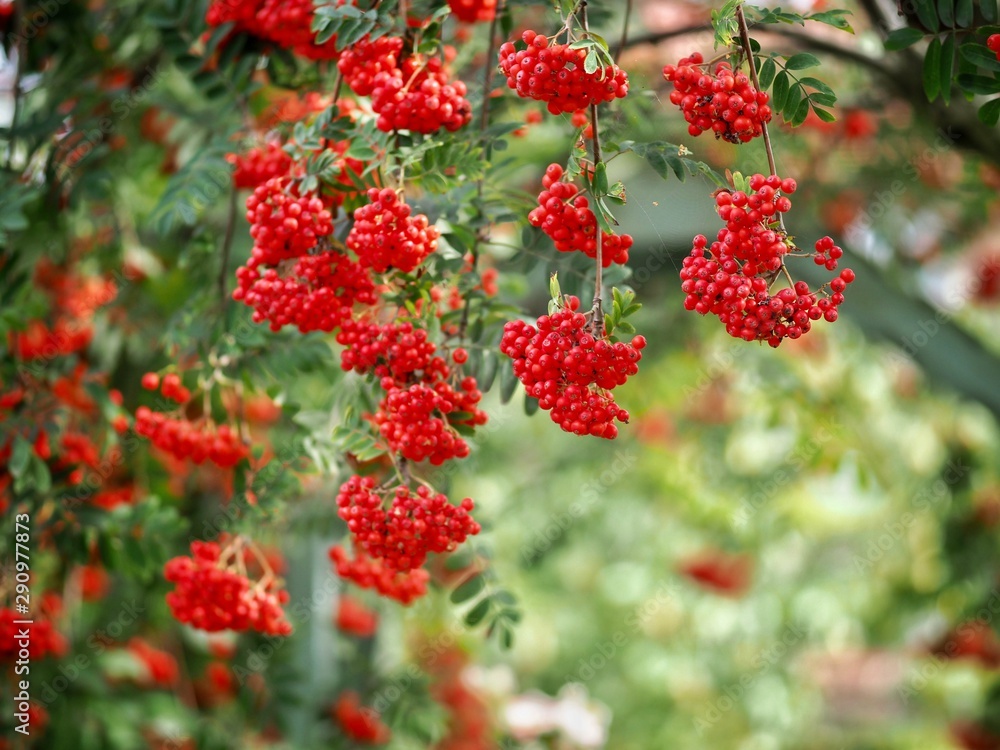 red berries of mountain ash