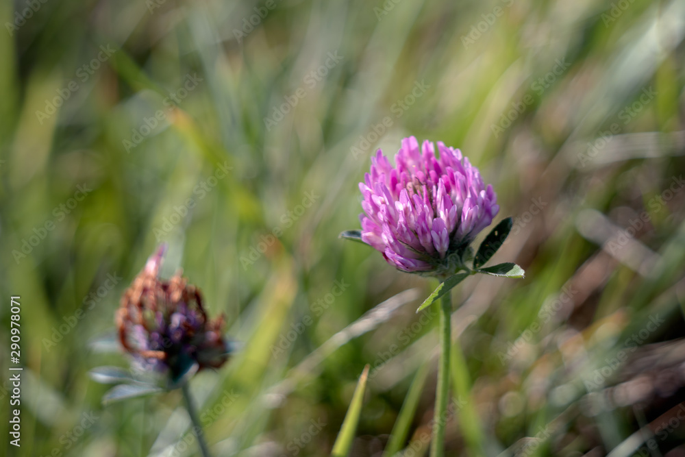 Red Clover (Trifolium Pratense) flowering along the roadside near Little Haven Pembrokeshire Red Clover (Trifolium Pratense) flowering along the roadside near Little Haven Pembrokeshire