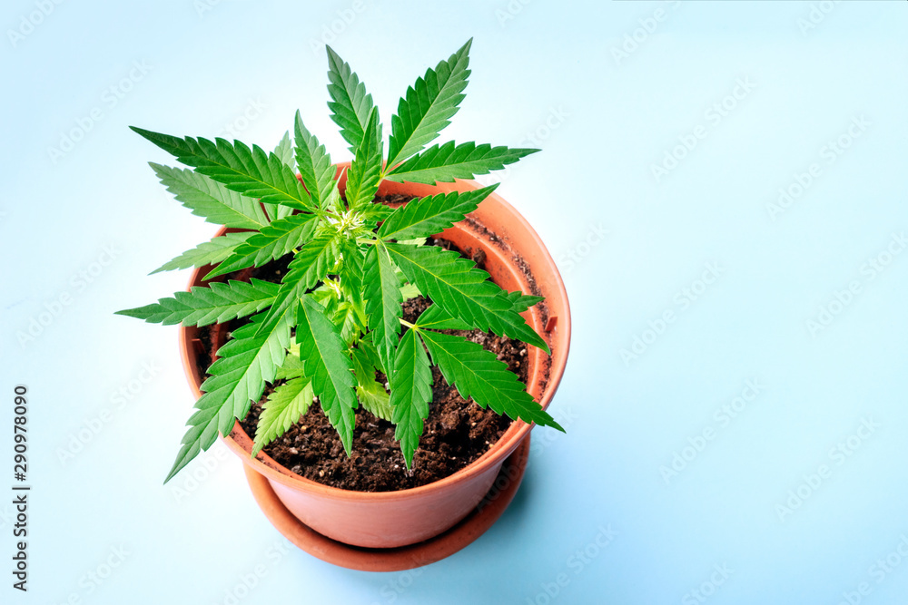 Growing cannabis at home. A young hemp plant in a pot, starting to form white stigmas, the earliest flowering stage. On a blue background with a place for text Growing cannabis at home. A young hemp plant in a pot, starting to form white stigmas, the earliest flowering stage. On a blue background with a place for text