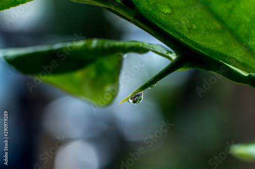 water drops on a thorn of the tree