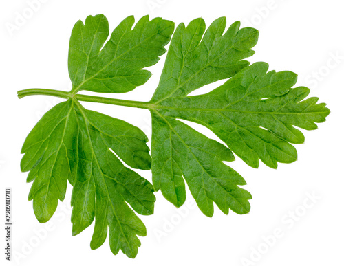Green leave of parsley isolated on white, top view