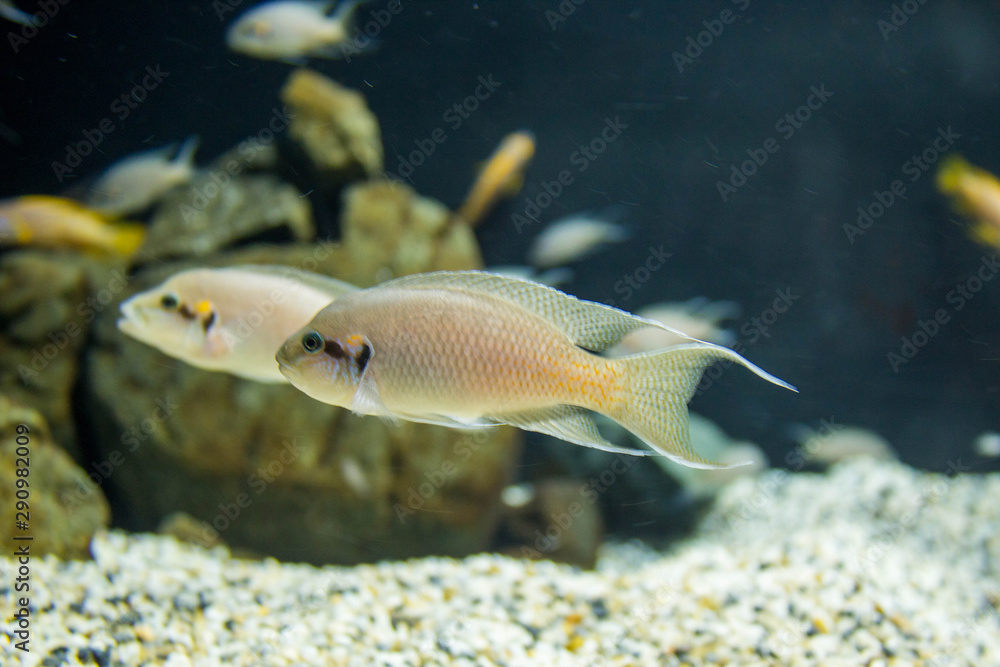 fish in aquarium fish in aquarium