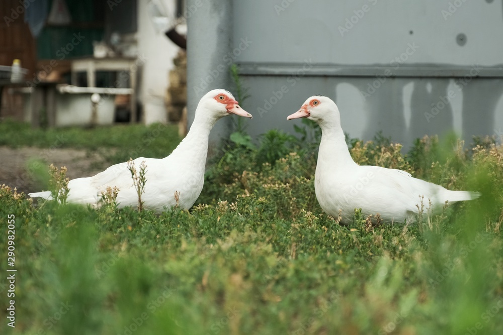 Two white big ducks with red eyes on the grass Two white big ducks with red eyes on the grass