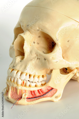 anatomy of human skull model