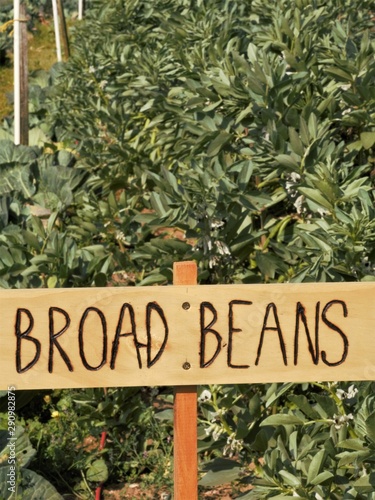 broad beans from the garden with a hand made sign