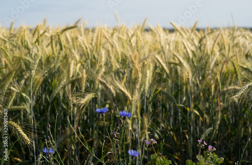 Heads of a crop in blurred background of the huge field. Early morning with low sun that casts golden light over the field in wind. Summer in Estonia, Europe.