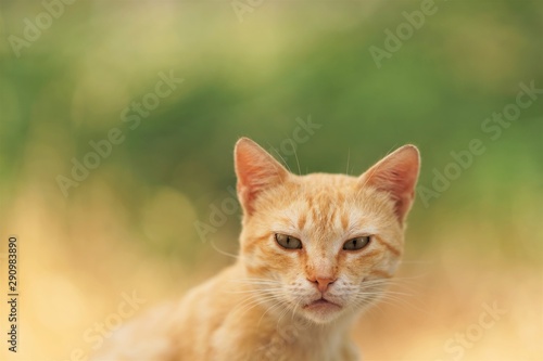 smooth-haired ginger cat portrait, close-up face with an interesting look, natural background of the summer garden in blur