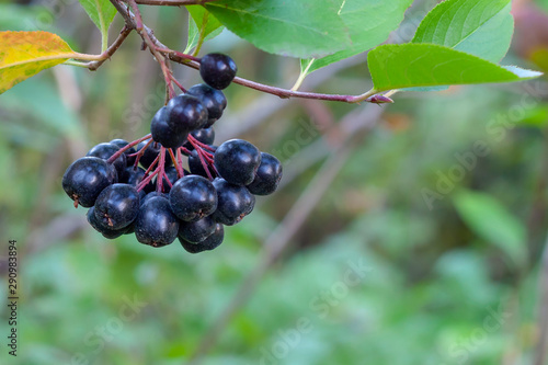 Beautiful fresh aronia berries on a bush with green leaves