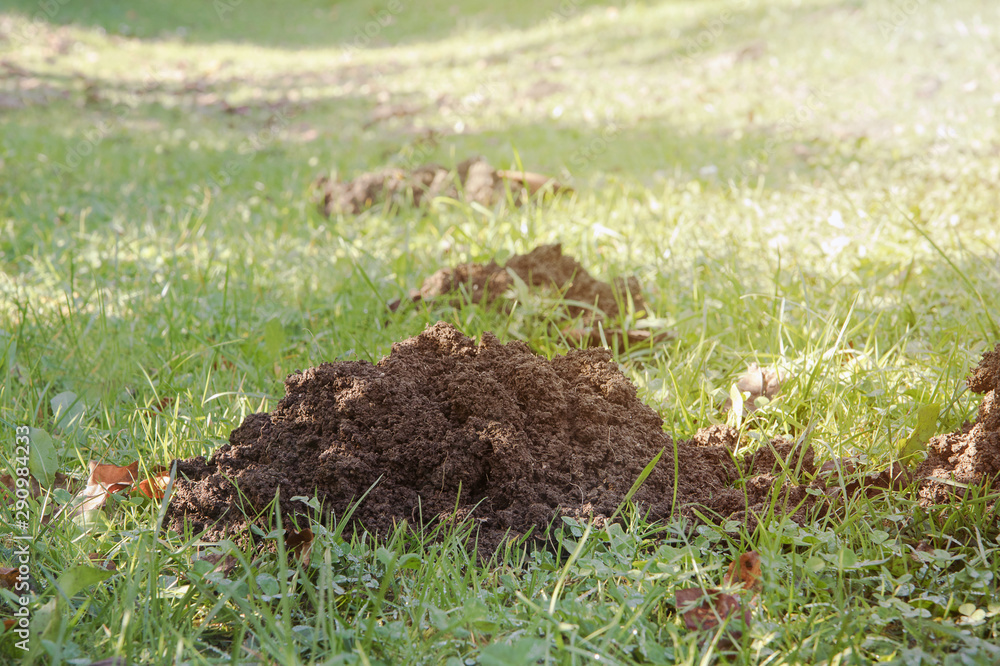 Mole heaps in green meadow, damage caused by moles Mole heaps in green meadow, damage caused by moles